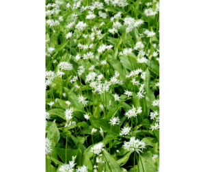 Bärlauch (Allium ursinum), der sich mittlerweile in unserer Küche vielfältiger Verwendung erfreut, wird auch wilder Knoblauch oder Waldknoblauch genannt, was er seinem würzigen Geschmack zu verdanken hat.